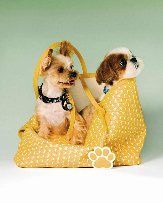 A New Trend in Pet Fashion - Inniverse