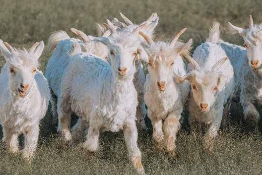 Monitoring cashmere goats more closely - Inniverse